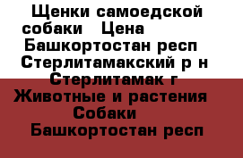 Щенки самоедской собаки › Цена ­ 30 000 - Башкортостан респ., Стерлитамакский р-н, Стерлитамак г. Животные и растения » Собаки   . Башкортостан респ.